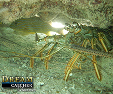 Florida Lobsters hiding under a rock to avoid capture.