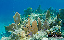 snorkeling coral reef
