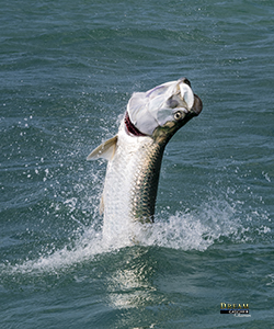 Fishing for tarpon in Key West is extremly popular. This tarpon jumps as he is trying to shake a fishermans hook