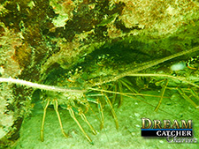 Florida Lobster hide under a coral head to keep from being captured. 