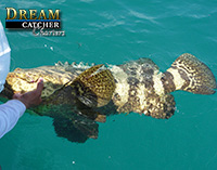 Goliath Grouper Key West